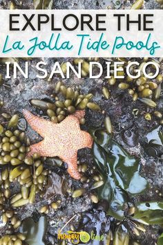 a starfish in the sand with text overlay that reads explore the la jolla tide pools in san diego