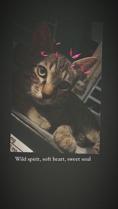 a cat laying on top of a car with the caption wild spirit, soft heart, sweet soul