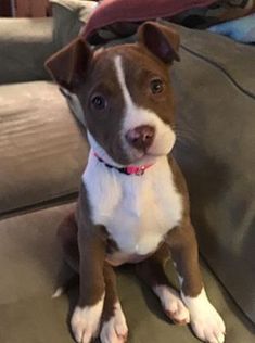 a brown and white dog sitting on top of a couch