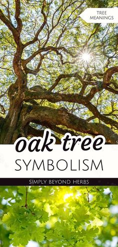 an oak tree with the words oak tree symbolism above it and below it