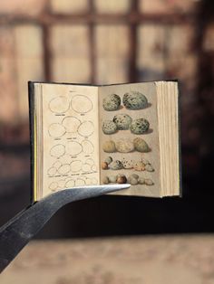 an open book with drawings on it and a pair of scissors in the foreground