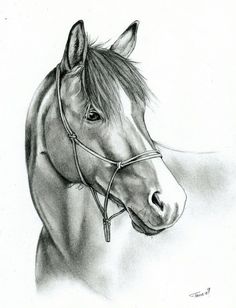 a pencil drawing of a horse wearing a bridle