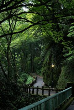 a road in the middle of a forest with lots of trees on both sides and a light at the end