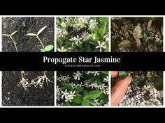 four different pictures with the words propagate star jasmine