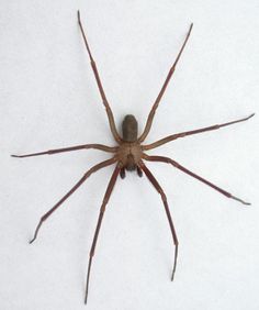 a large brown spider sitting on top of a white surface