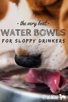 a dog drinking water from a bowl with the words, the very best water bowls for sloppy drinkers