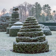 a group of bushes that are covered in snow