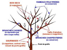 the parts of a tree labeled in french