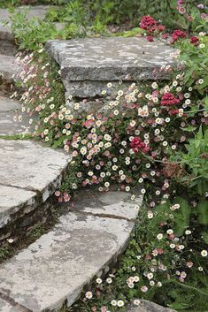 flowers growing on the side of stone steps