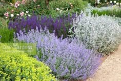 an assortment of different types of flowers in a garden