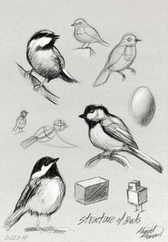 sketches of birds sitting on top of each other in front of an egg and box