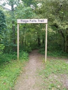 a sign that says tioga falls trail in front of some trees and grass on the ground