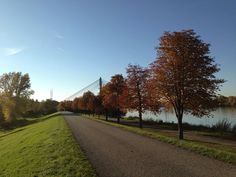 the road is lined with trees and grass next to a river in the fall season