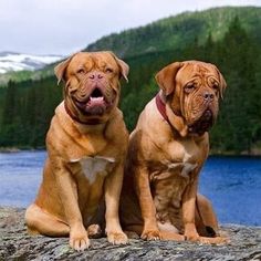 two brown dogs sitting next to each other on top of a rock near a body of water