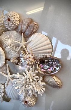 seashells and starfish on display in a glass case