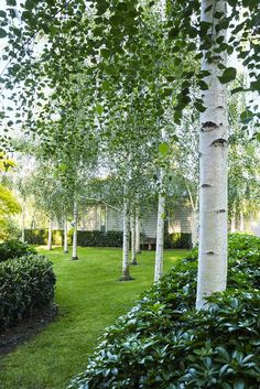 trees and bushes line the lawn in front of a house