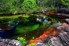 the water is full of green algae and red rocks with trees in the back ground