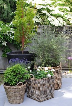 three wicker baskets filled with flowers and plants