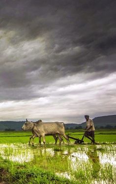 two men are plowing the land with their horses and water buffalos on a cloudy day