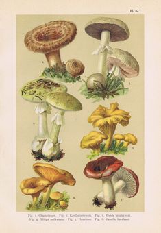 an illustration of different types of mushrooms from the 19th century to the present day,