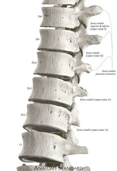 the back view of a human skeleton with all its bones exposed and labeled in white