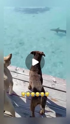 two dogs are standing on a dock looking at the water and one dog is watching