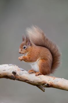 a red squirrel sitting on top of a tree branch