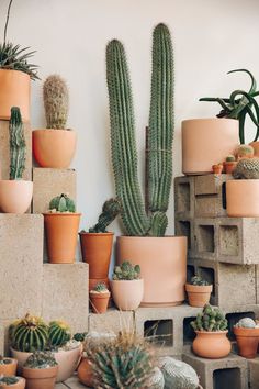 there are many different types of cactus in the pots