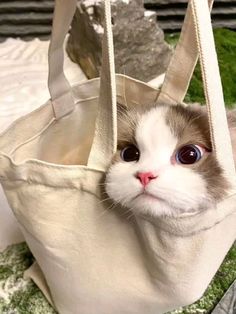 a white and brown cat with blue eyes sitting in a bag on top of a table