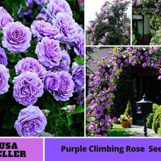 purple climbing roses are growing on the side of a house