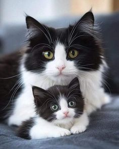 two black and white cats laying next to each other