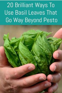 two hands holding green leaves with the title 20 brilliant ways to use basil leaves that go way beyond pesto