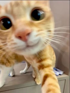 an orange and white cat standing on top of a counter next to a drawer with blue drawers