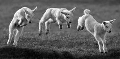 three baby lambs are jumping in the air