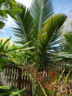 some very pretty green plants by a fence