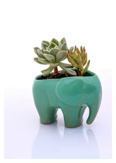 an elephant planter with succulents in it