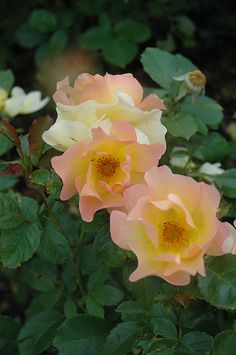 three pink and yellow roses with green leaves