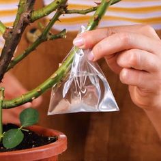 a person holding a plastic bag over a small plant