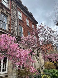 Cherry blossoms and Magnolias beginning to bloom on Guy’s Campus Uk College, London Bucket List, London University