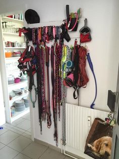 there are many leashes hanging on the wall