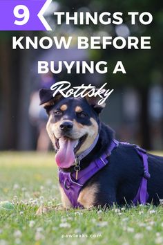 a dog laying in the grass with its tongue out and text overlay reads 9 things to know before buying a rotty