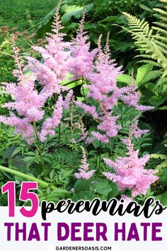 Deer Resistant Shade Plants (15 Beautiful Perennials and Shrubs That Deer Hate) Deer Resistant Garden Plans, Deer Resistant Shade Plants, Deer Resistant Landscaping, Part Shade Flowers, Deer Resistant Shrubs, Small Evergreen Shrubs, Deer Resistant Flowers, Shade Loving Shrubs, Deer Resistant Garden