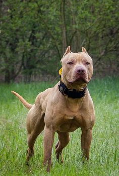 a brown dog standing on top of a lush green field