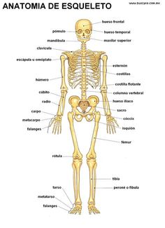 the skeletal skeleton and its major bones are labeled in spanish, with labels on each side