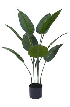 a potted plant with large green leaves