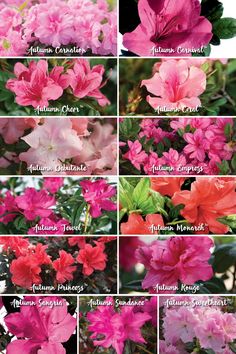 many different types of flowers are shown in this photo, with the names below them