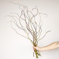 a person is holding some branches in their hand and it looks like they are dying