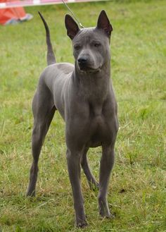 a gray dog standing on top of a lush green field