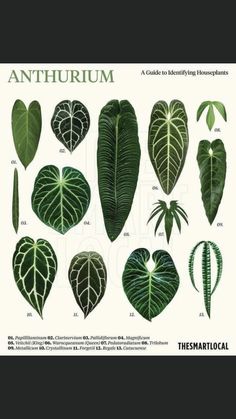 an image of different types of leaves on a white background with the words, anthrrium