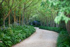 the path is lined with lush green plants and trees